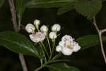 Hillside hawthorn